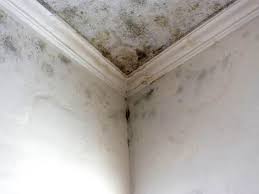 Mold Documentation for Insurance Claims in Aromas, CA